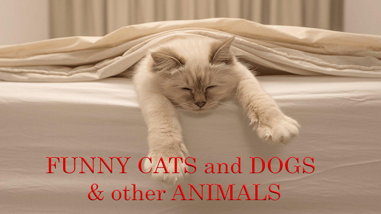 FUNNY CATS and DOGS 🐱🐶 & other ANIMALS 🐾 | Famous Animals