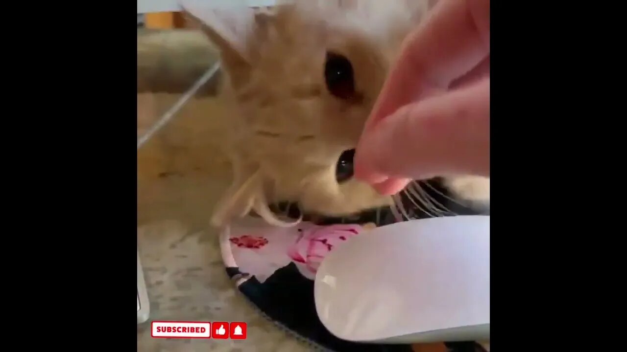 cute cat videos 😹 funny videos 😂1427