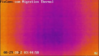 Night migrating birds on thermal camera - 8/29/2022 @ 3:44 - Odd Flight Path