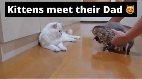 Kittens meet their Dad