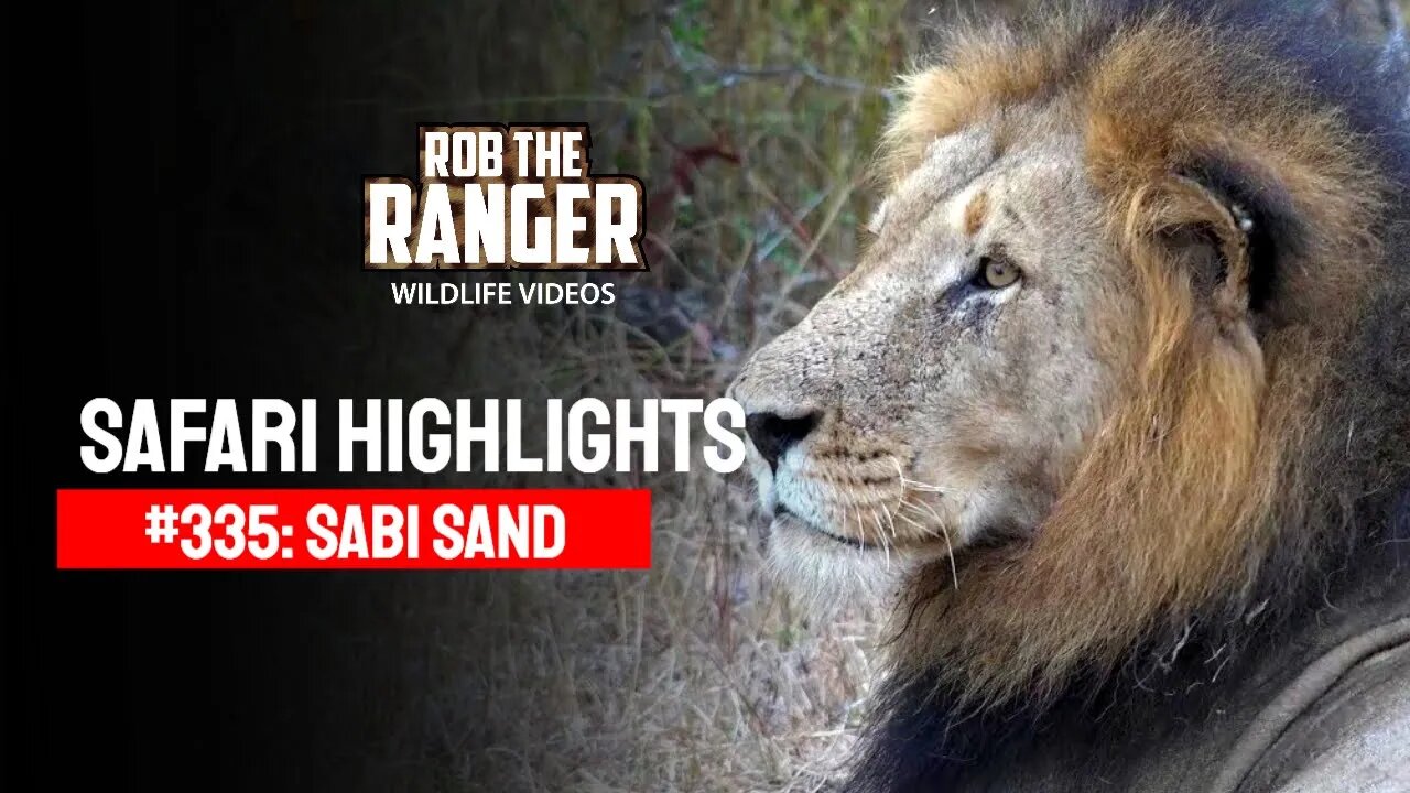 Safari Highlights #335: 06 - 10 April 2015 | Sabi Sand Nature Reserve | Latest Wildlife Sightings