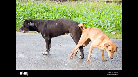 street dogs matting and loving each other