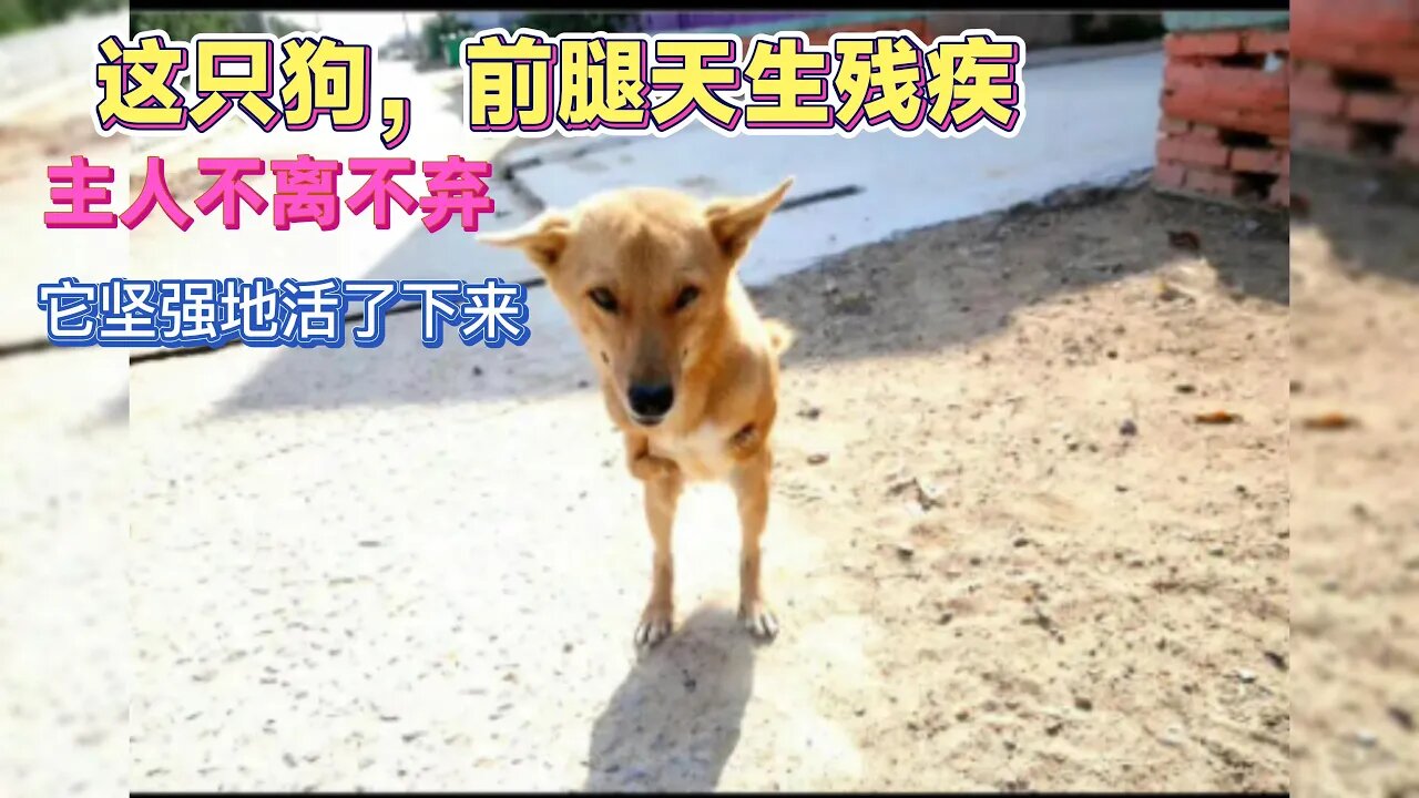 这只狗，前腿天生残疾，主人不离不弃，它坚强而快乐地活了下来