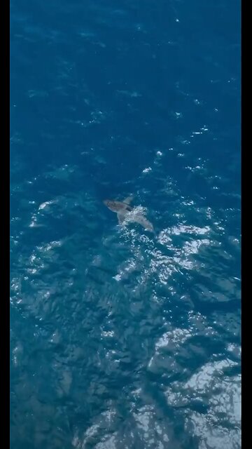 Great White shark finds out who's King of the Ocean.