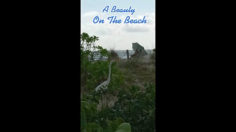 A Beauty On The Beach… a white crane