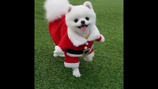 Dog Traning video 🐶 - Funny Dog Video - Dog Love