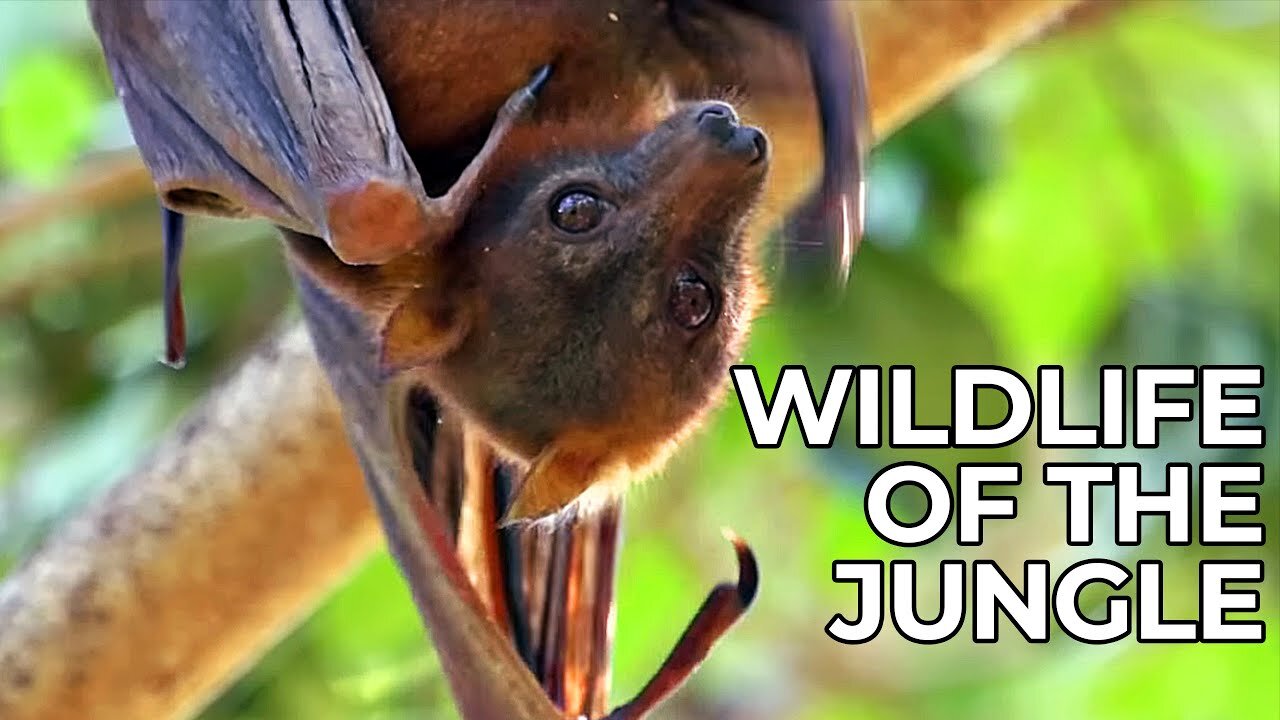 World of the Wild | Episode 6: The Jungles of Asia