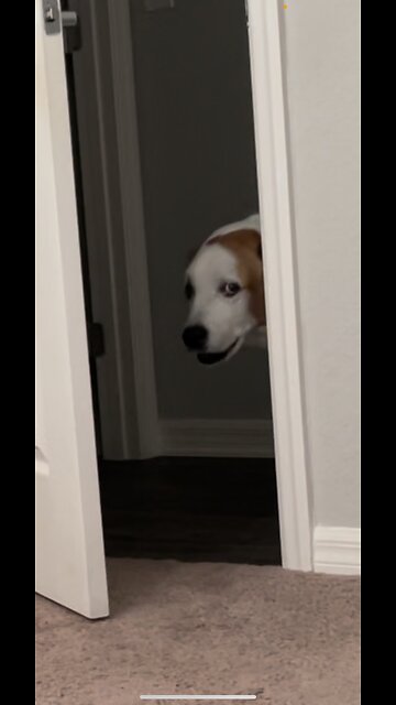 Sneaky Sneaky Dog!! #Dogs #DogsOfTiktok #Rumble