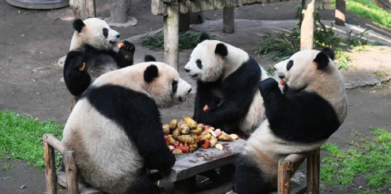 Who says pandas don't know how to behave at the table?