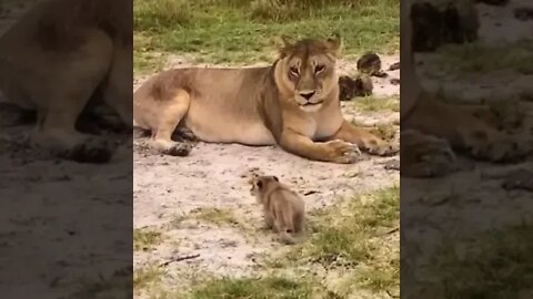 Baby lion roaring - Samba?? - Daly Dose of Nature