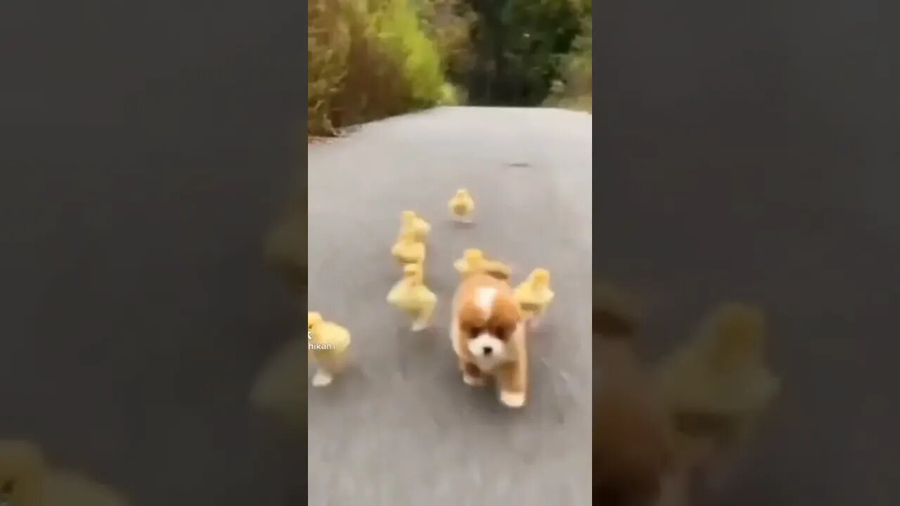 Puppy follow me 😘😘
