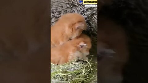 cute cat videos 😹 funny videos 😂 695 😻 #shorts #shortsfunny #cutecat #catvideos #catsfood #catscare