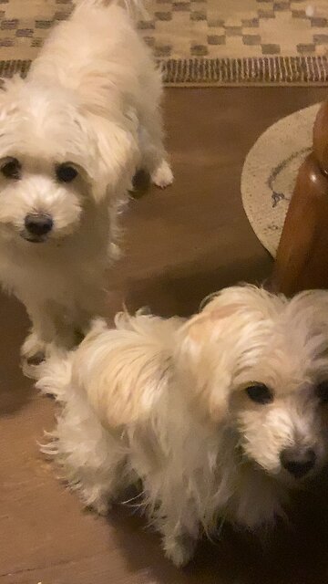 Psalm 119 Bible verses testimonies I love You law Your Word Lord Your commandment-help me Jesus