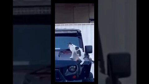 Cat reaction on horn