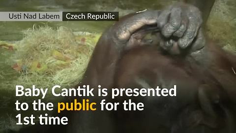 Czech zoo celebrates birth of new baby orangutan