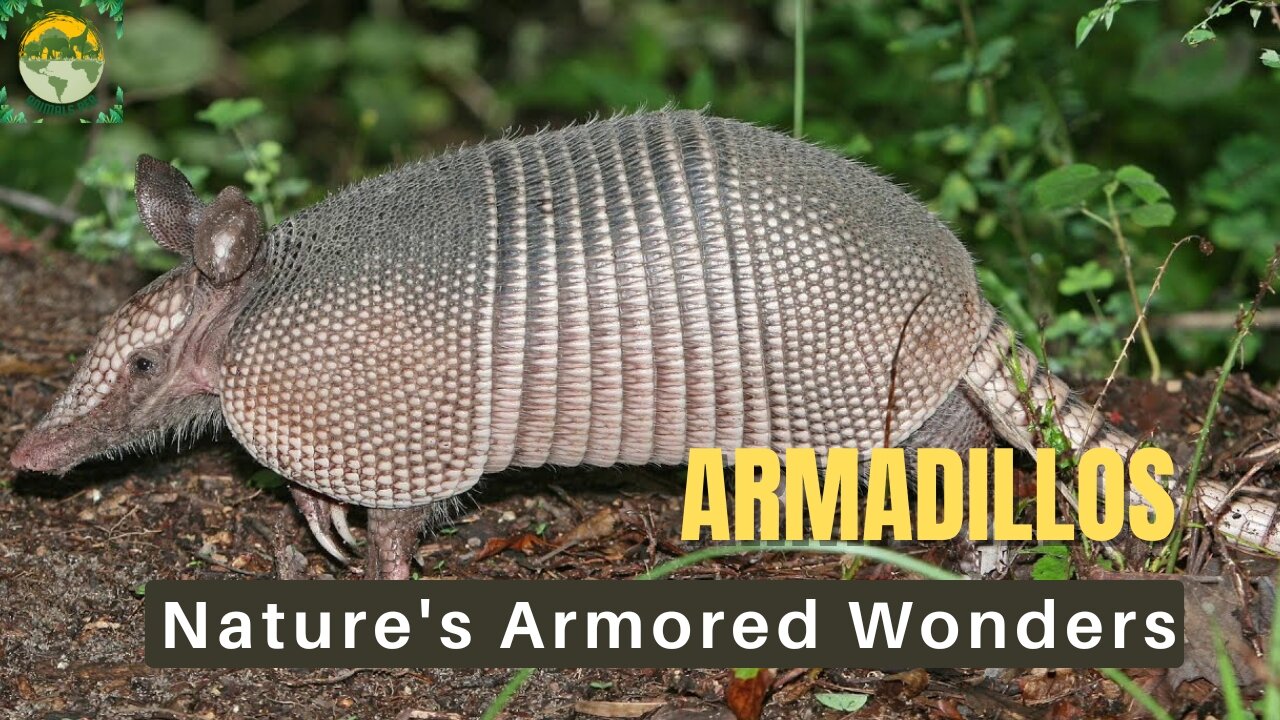 What are some unusual facts about armadillos? | ANIMALS PEA