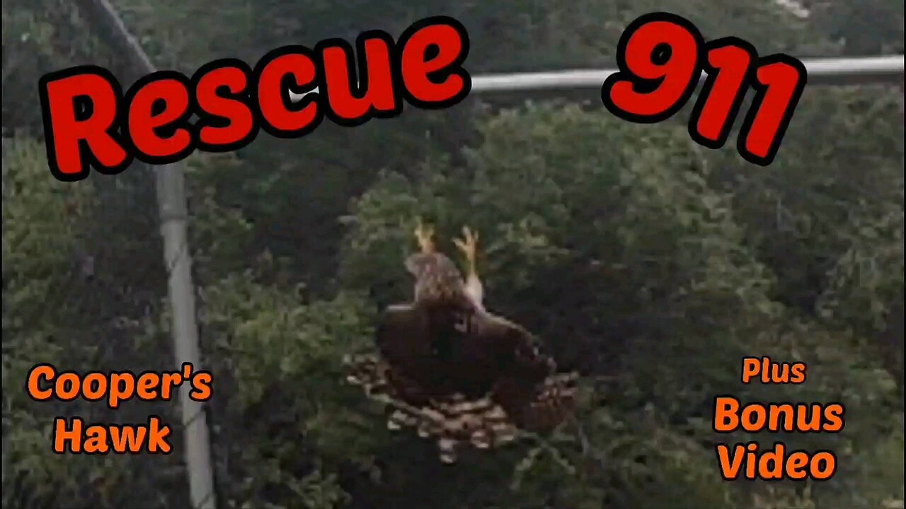 Rescue 911 Coopers Hawk " bonus video "