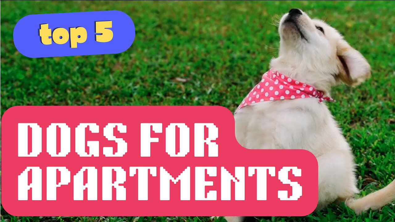 Apartment friendly dogs in United Kingdom