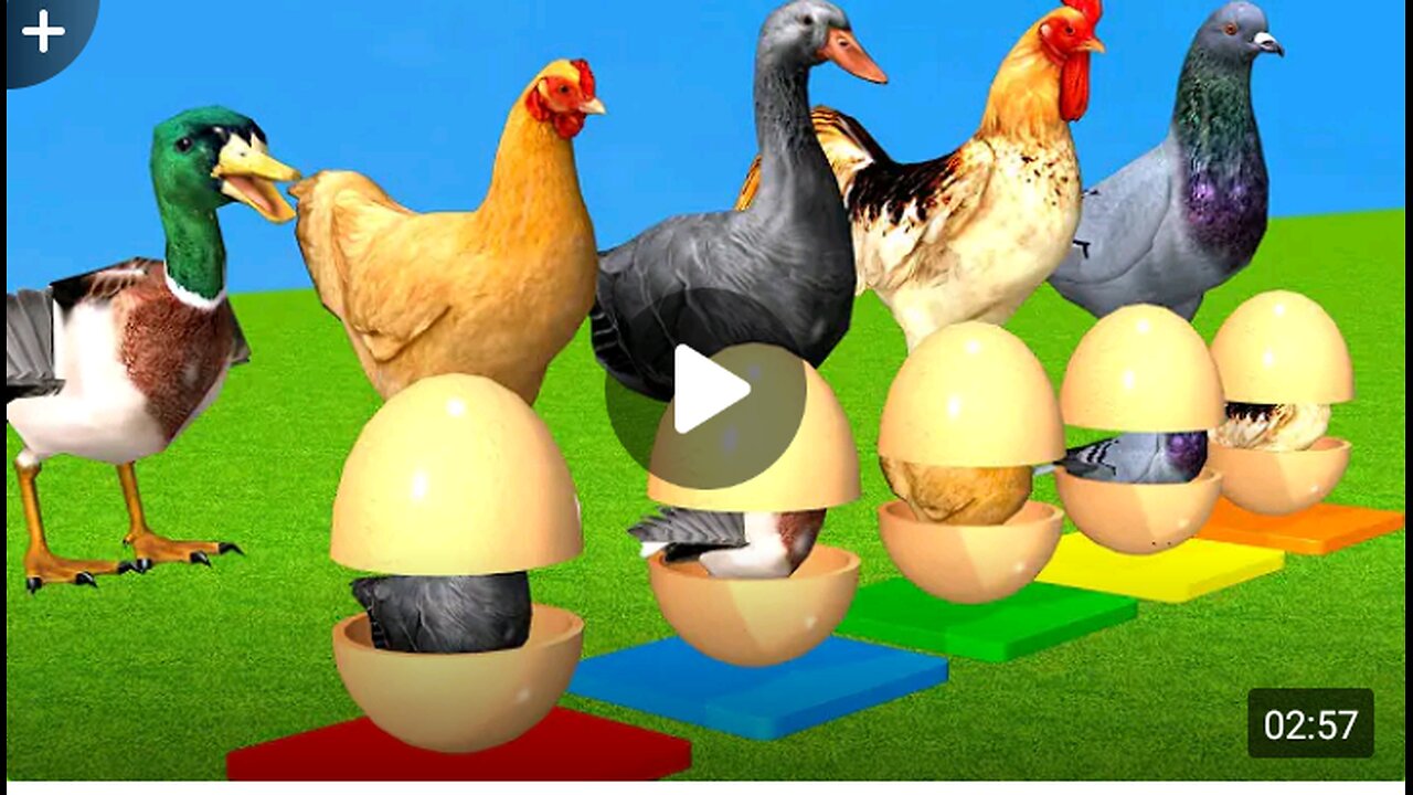 Duck goose rooster hen dove choose the right eggs escape egg shells challenge an