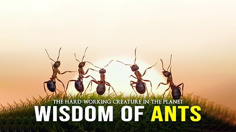 Wisdom of the ant