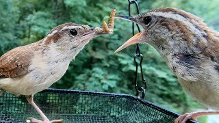 The Carolina Wren Story - Nest Building, Brooding, Raising, and Fledging