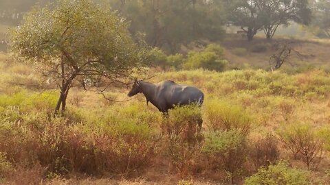 Nilgai or blue bull is the largest Asian antelope and is endemic to the Indian subcontinent. The sol