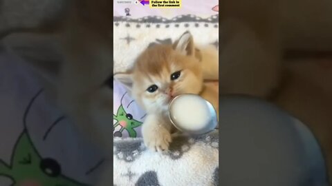 cute cat videos 😹 funny videos 😂 749 😻 #shorts #shortsfunny #cutecat #catvideos #catsfood #catscare