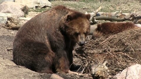 Curious bears searching for food