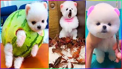 Funny and Cute Dog Pomeranian 😍🐶| Funny Puppy Videos