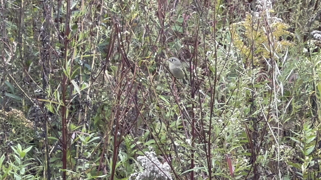 Warbler bird variety of Toronto Canada