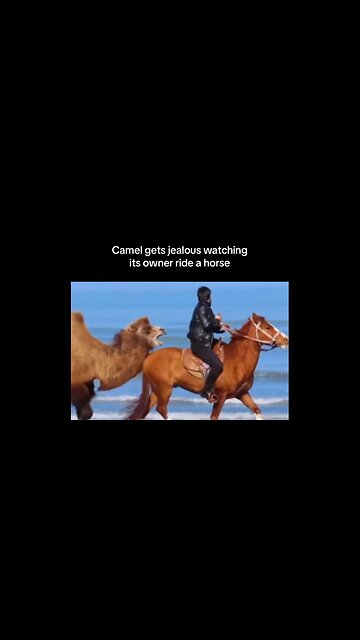 Camel Gets Jealous Of It's Owner Riding A Horse