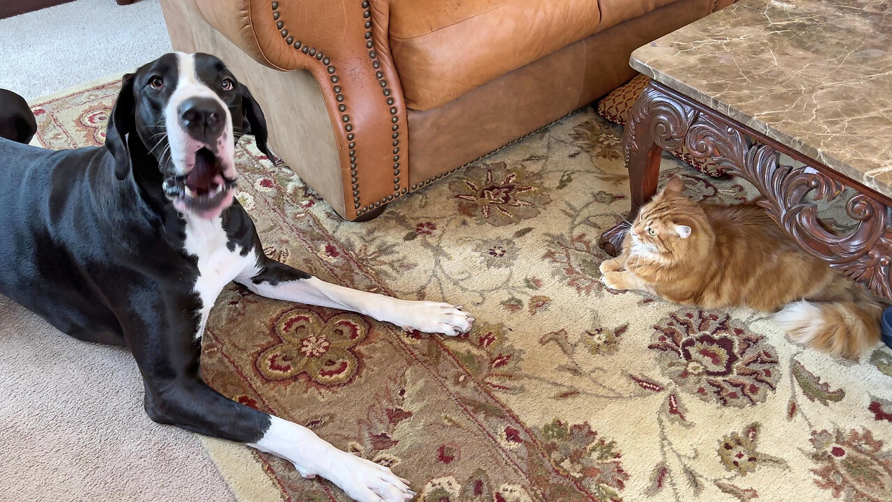 Funny Great Dane Pesters The Cat To Play Whack A Dane