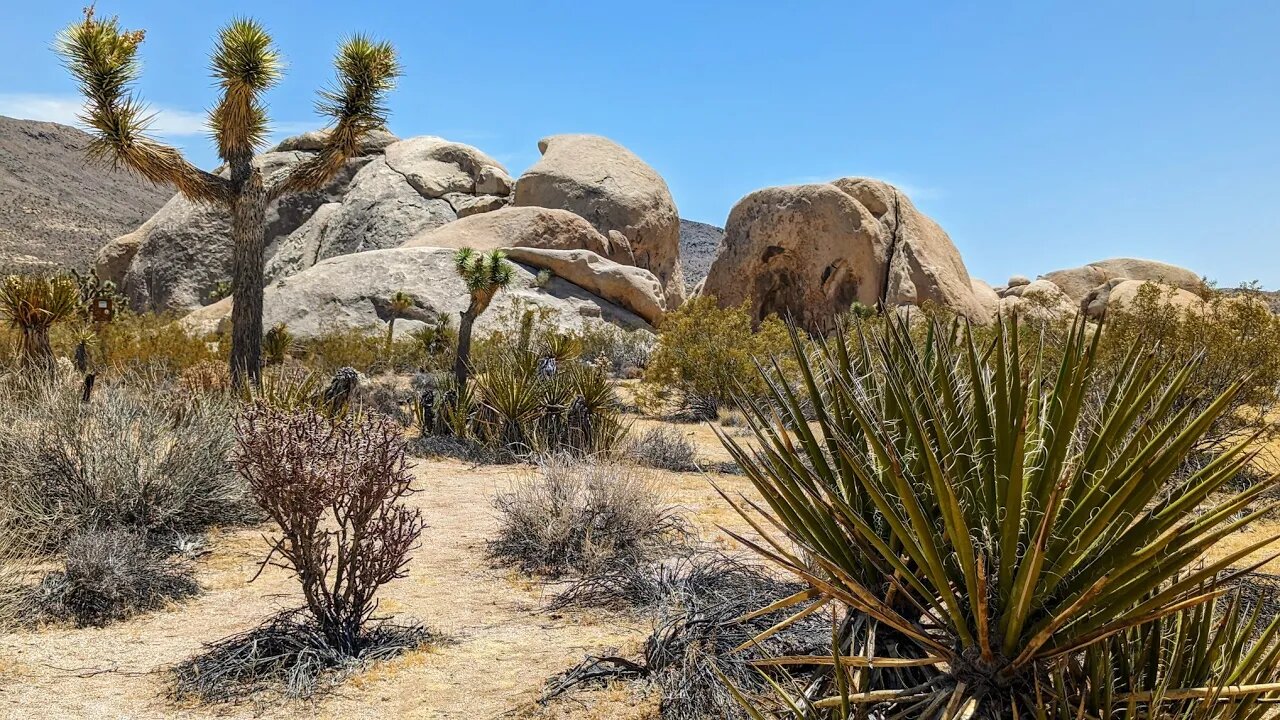 Joshua Tree National Park | Electric Motorhomes in 2023?