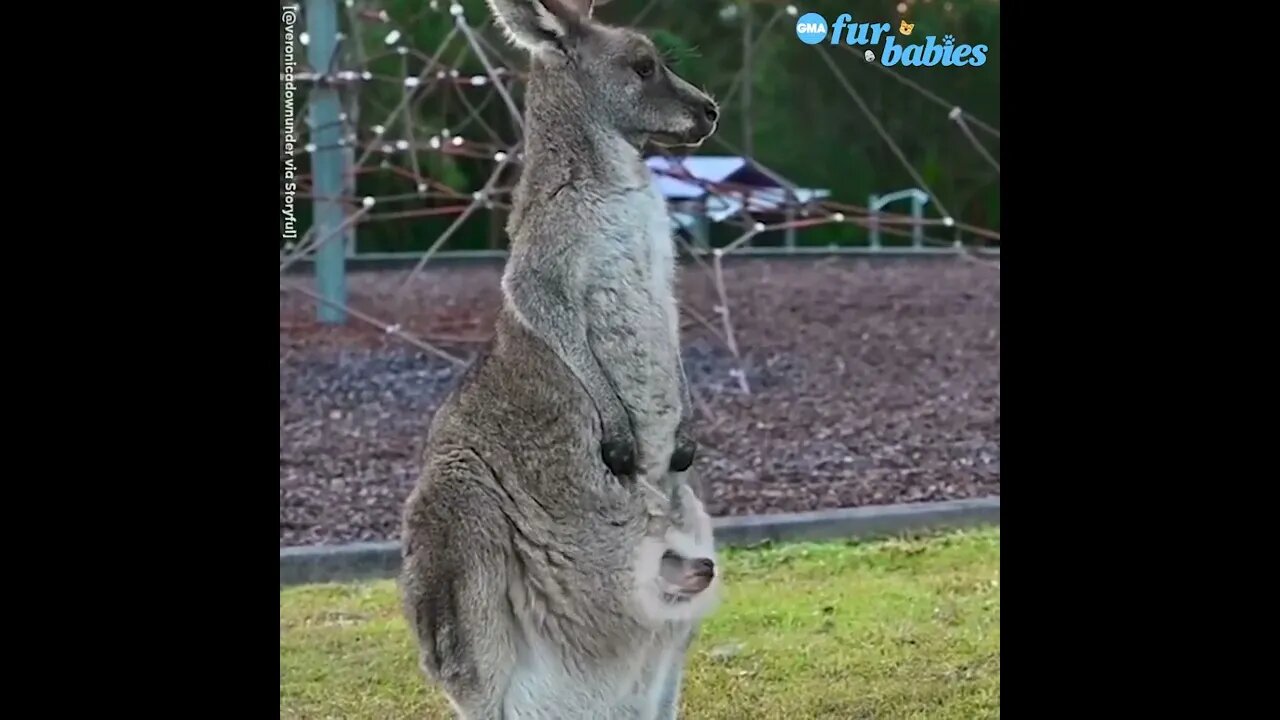 Adorable joey pokes head out of its mother’s pouch