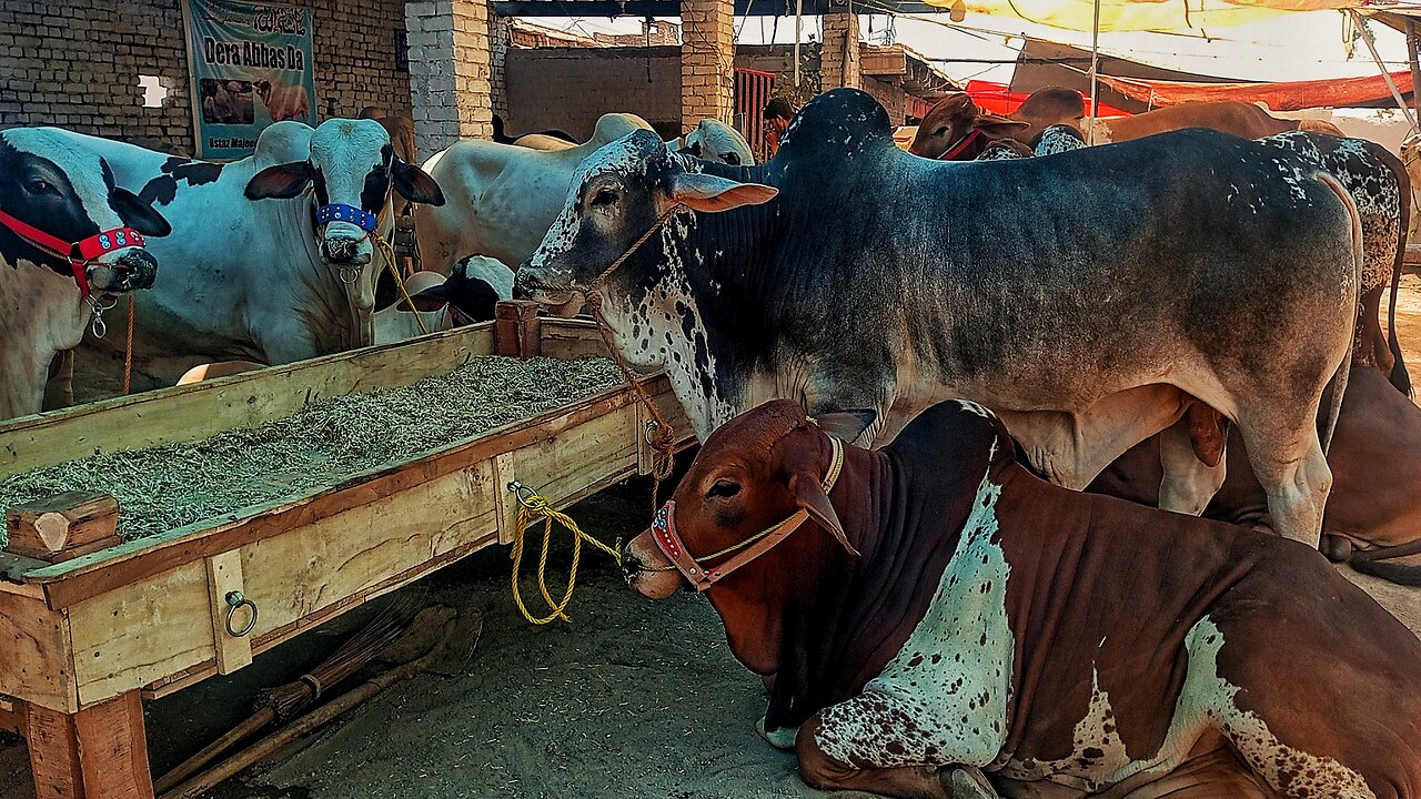 Ep: 11 Big Bull / Cow 🐄 🔥 | Beautiful Ox 🐂 | Animals #Cattle #Bull #Ox #Pets #Animals