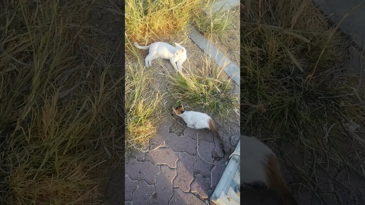 Funny Kitten Playing with her Cat Mom. Kitten Playing with cat tail