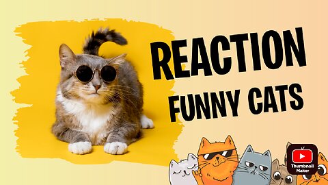 Cat funny video ever