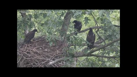 Hays juvenile H15 catches air with fleaps across the nest 2021 06 02 9:38AM