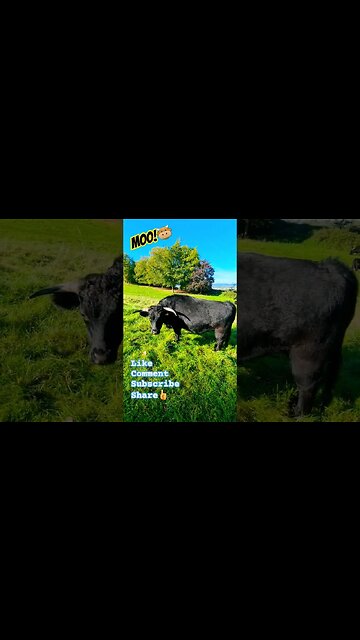 Moo!🐮 #cow #cowvideos #cows #bull #outdoors #outdoorlife #wildlife #nature #naturelovers #walking