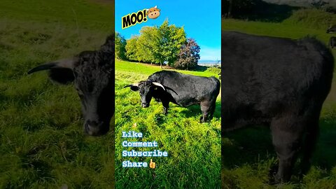 Moo!🐮 #cow #cowvideos #cows #bull #outdoors #outdoorlife #wildlife #nature #naturelovers #walking