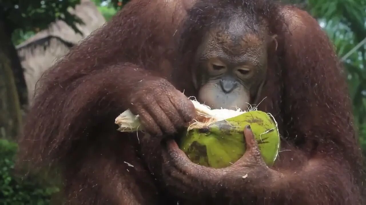 Orangutan Dehusks & Eats Coconut