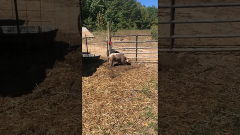 Letting my show hog roll In the mud #pig #homesteading #animal #pigs #4h