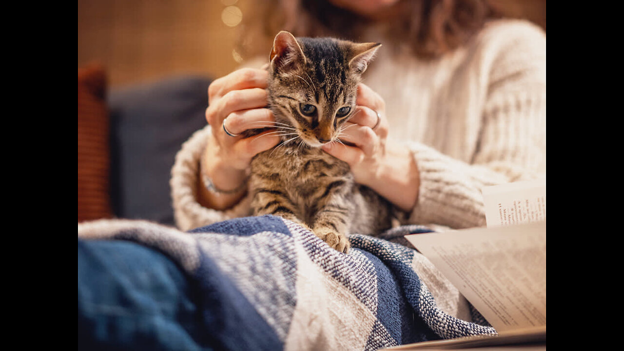 Why Does My Cat Knead on My Lap ? 🐾