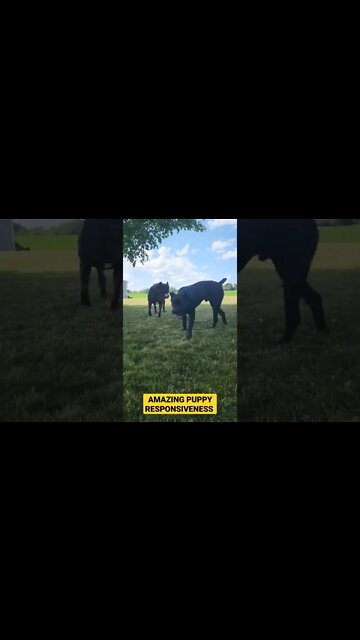 Puppies AMAZING Response #shorts #viral #puppy #pets #funny