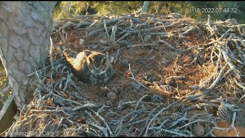 Rolling the Egg As a Mockingbird Sneaks a Peek 🦉 1/18/22 7:48 AM