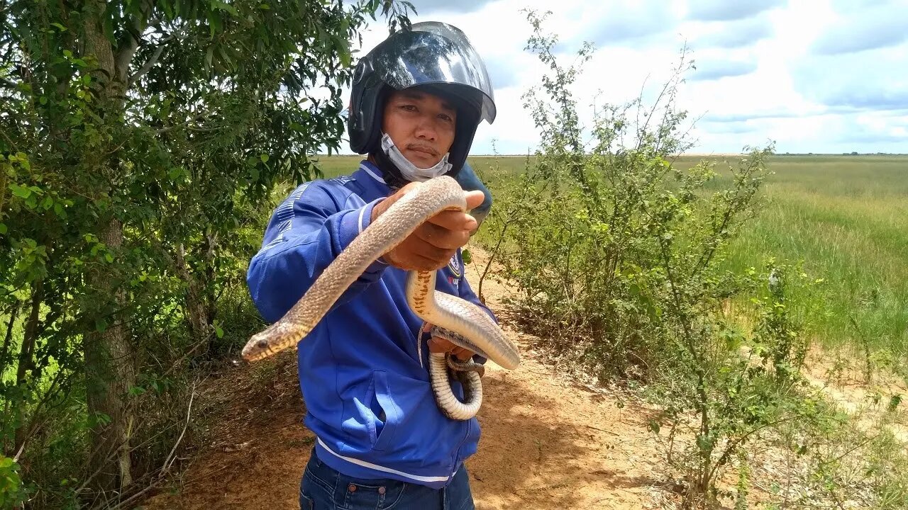 Easy hunting Ptyas mucosa | Non venomous snake in Asia