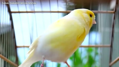 Esquenta Canário Belga e foguear as fêmeas 🔥🐦