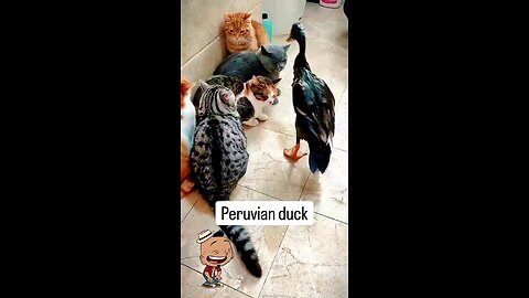 Peruvian duck