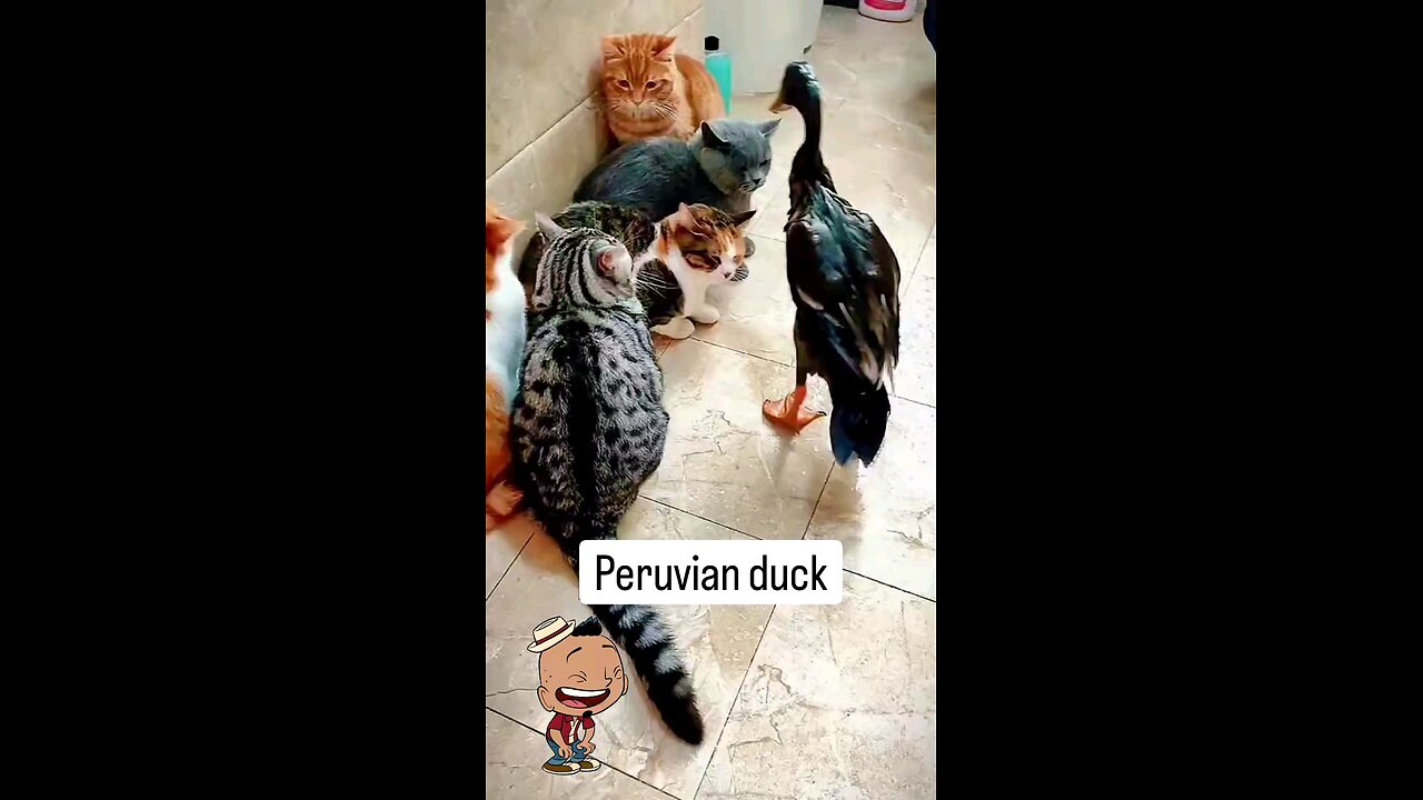 Peruvian duck