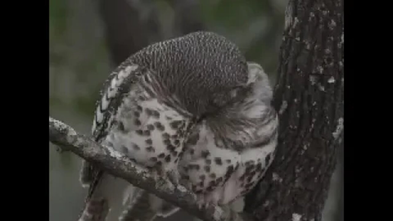 Owls in Love